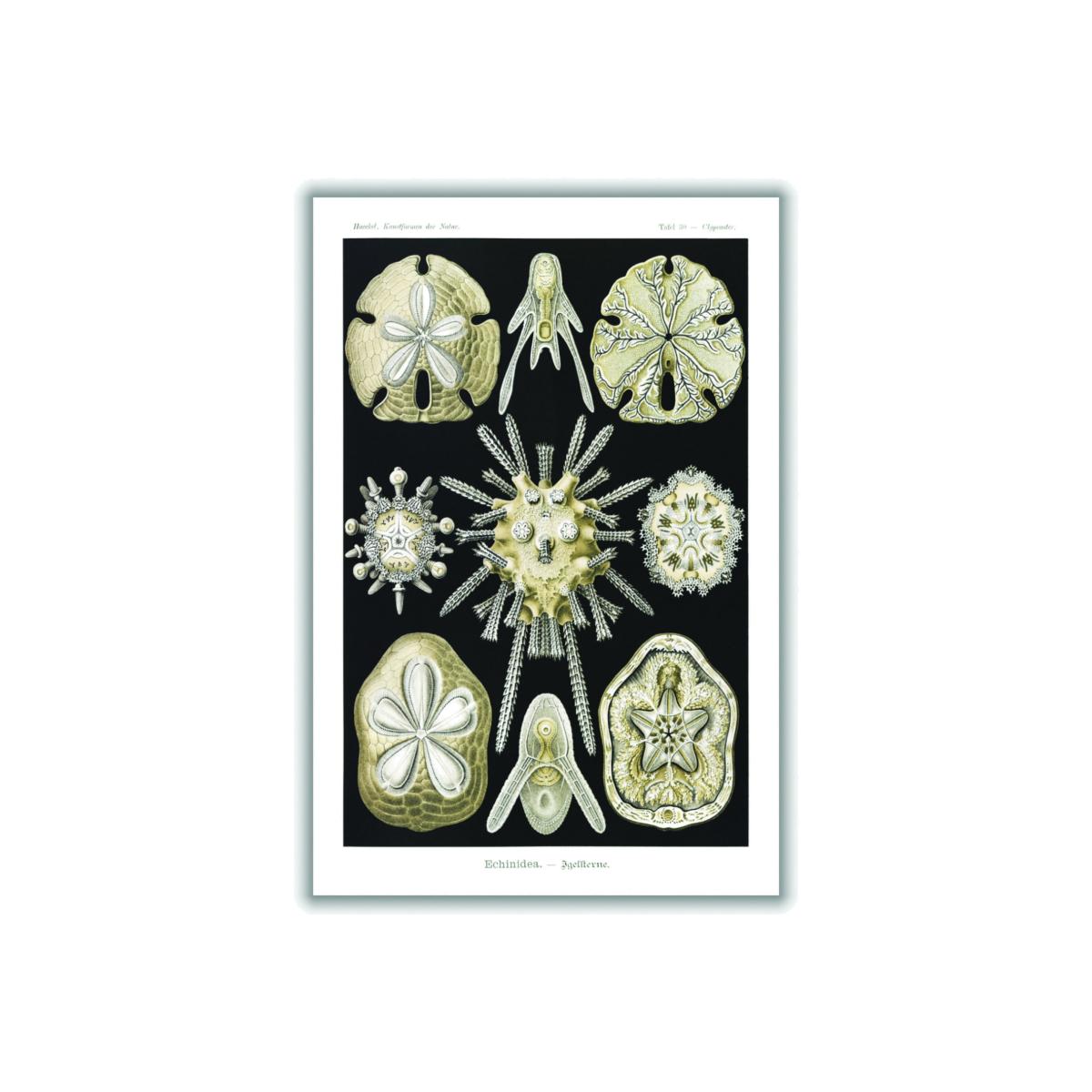 Neutrals Echinidea-Igelsterne Ii By Ernst Haeckel Extra Small Stanley Print House – image 1