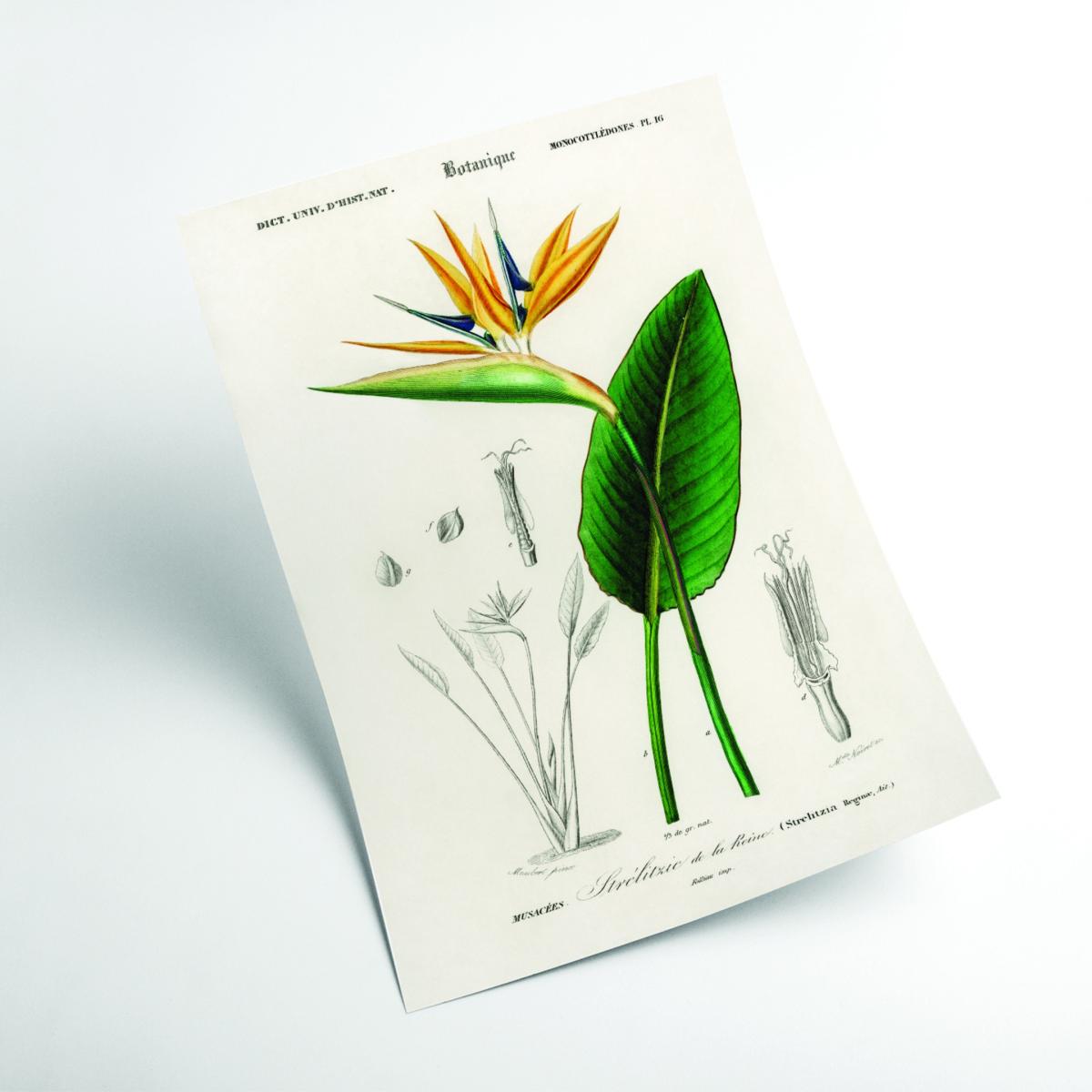 Green Bird Of Paradise A4 210 X 297Mm Stanley Print House – image 2