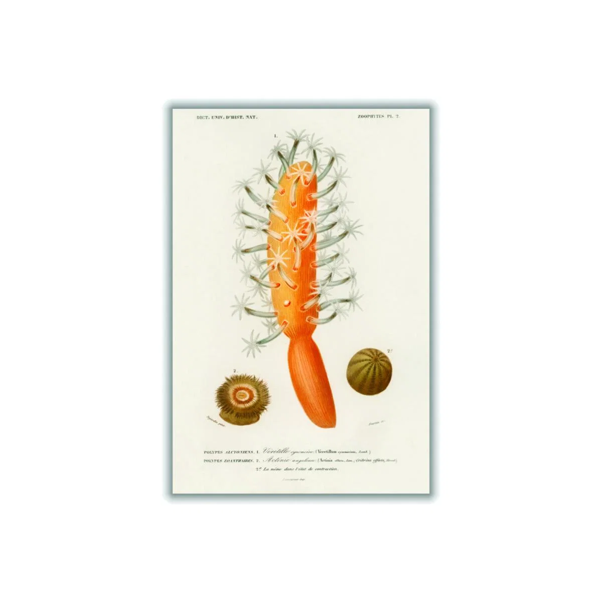 Yellow / Orange Veretillum Cynomorium, Sea Carrot, Actinia Effoeta, Sea Anemone Small Stanley Print House – image 1