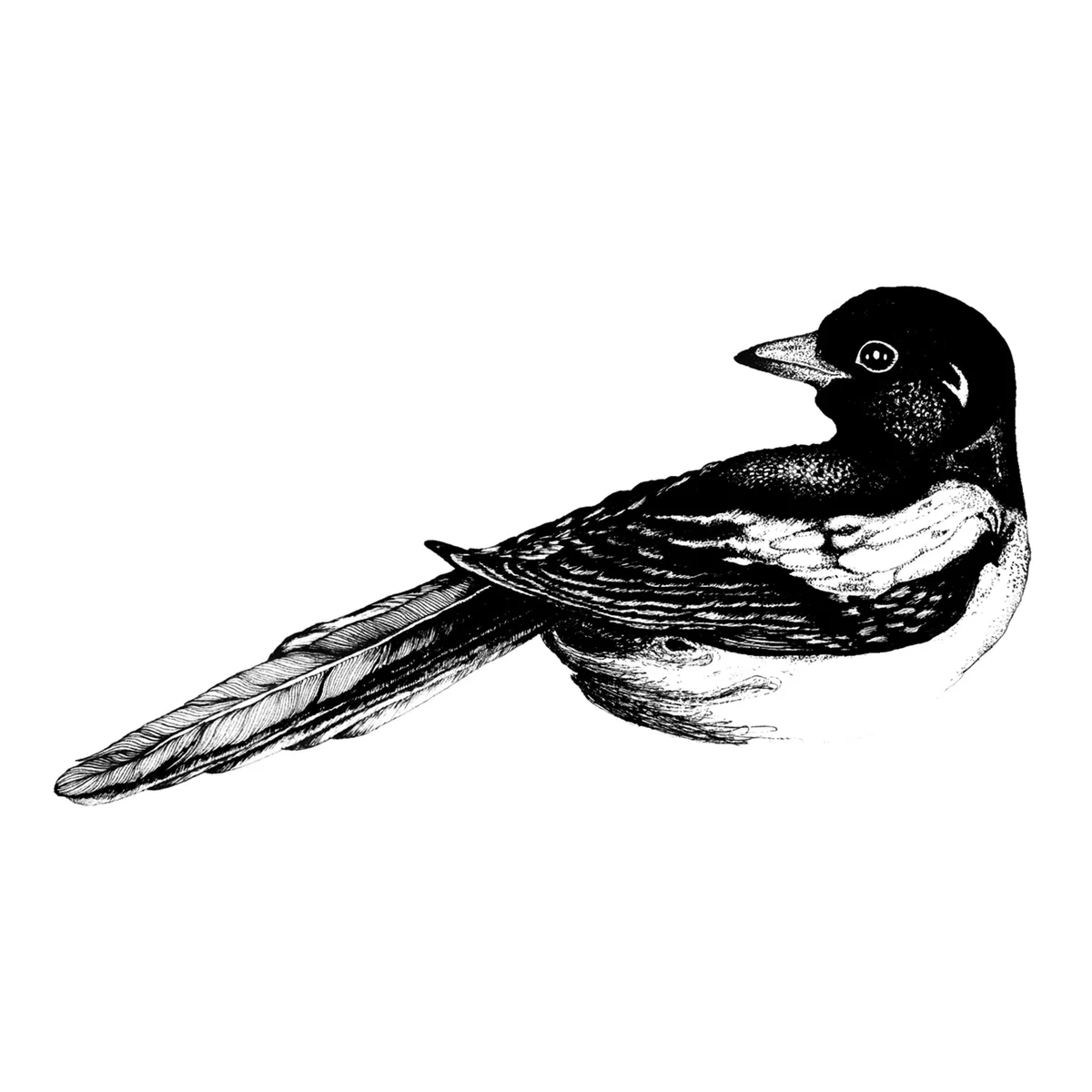 Black The Curious Magpie Series - Five For Silver Curiosity Snug – image 2