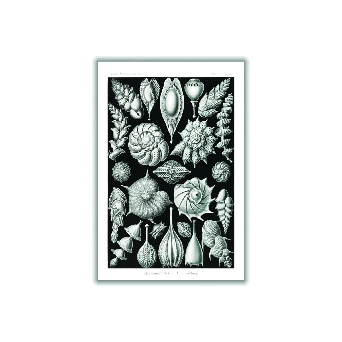 Grey Thalamophora-Kammerlinge Ii By Ernst Haeckel A3 297 X 420Mm Stanley Print House – image 1