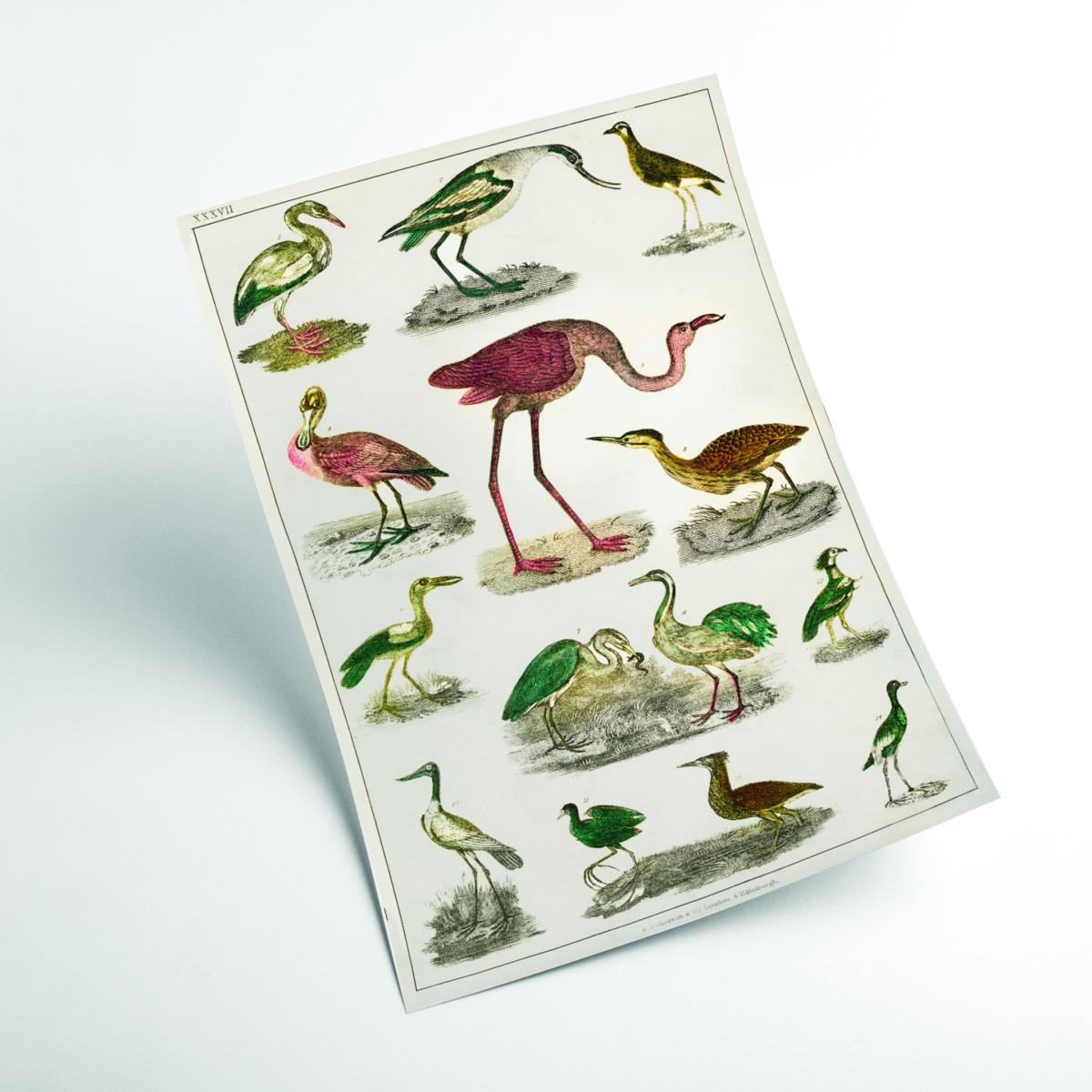 Collection Of Flightless Birds Print A4 210 X 297Mm Stanley Print House – image 2