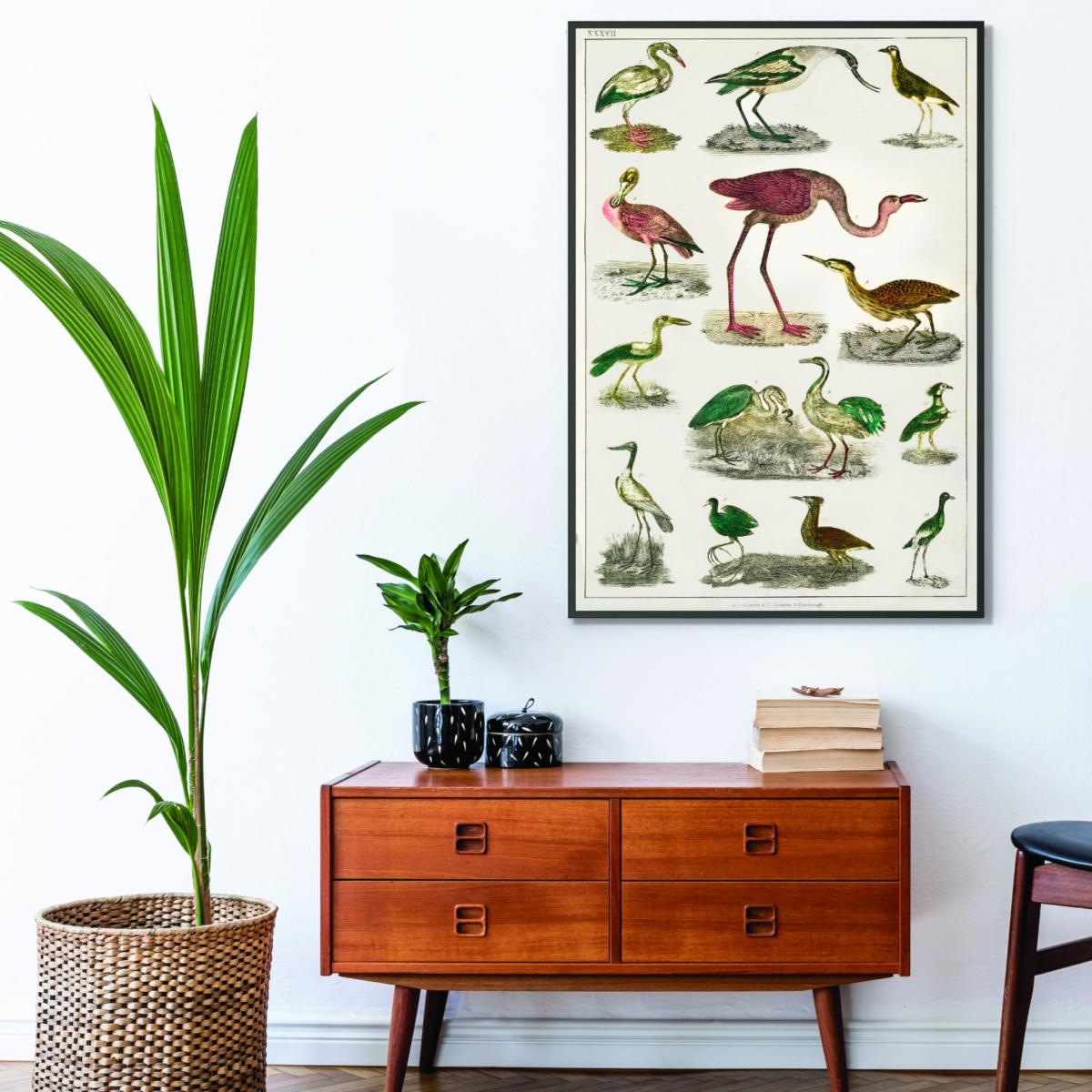 Collection Of Flightless Birds Print A4 210 X 297Mm Stanley Print House – image 3