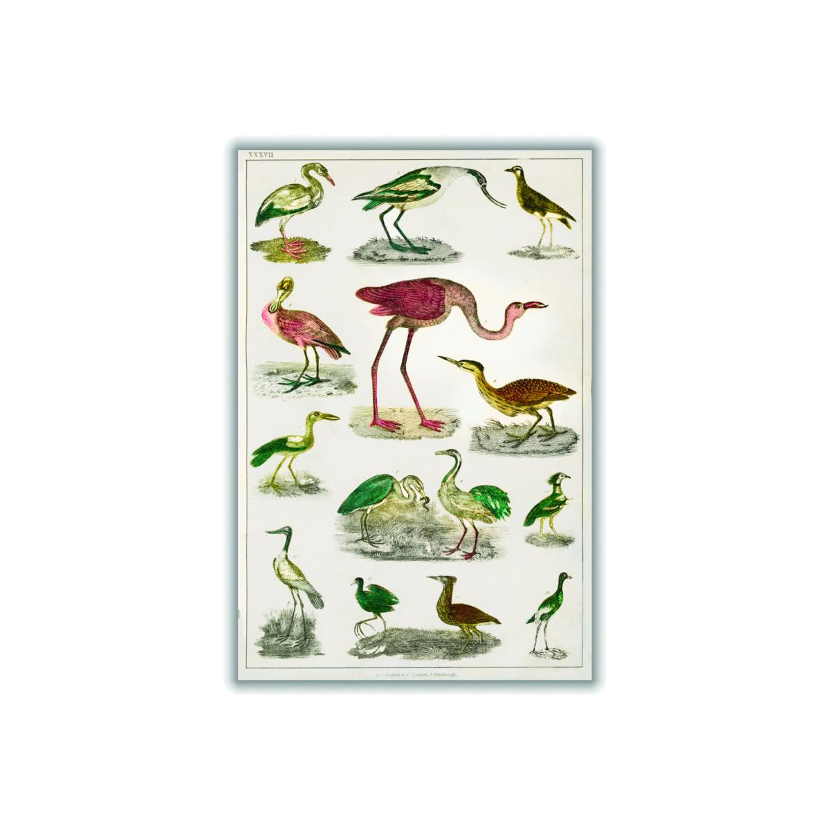 Collection Of Flightless Birds Print A4 210 X 297Mm Stanley Print House – image 1