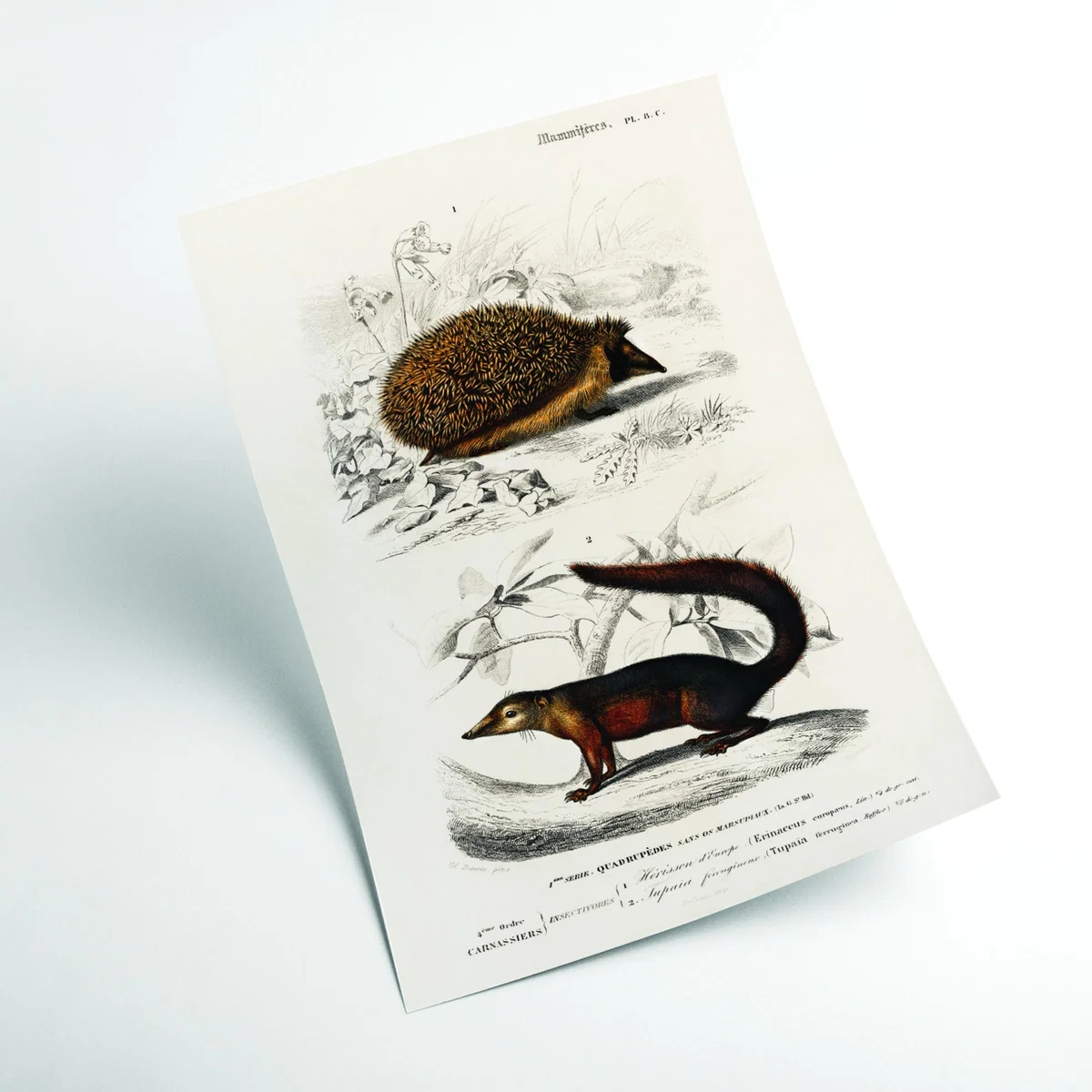 Brown European Hedgehog And Common Treeshrew Print A3 297 X 420Mm Stanley Print House – image 2