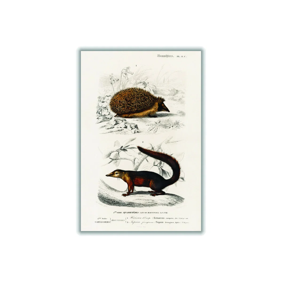 Brown European Hedgehog And Common Treeshrew Print A3 297 X 420Mm Stanley Print House – image 1