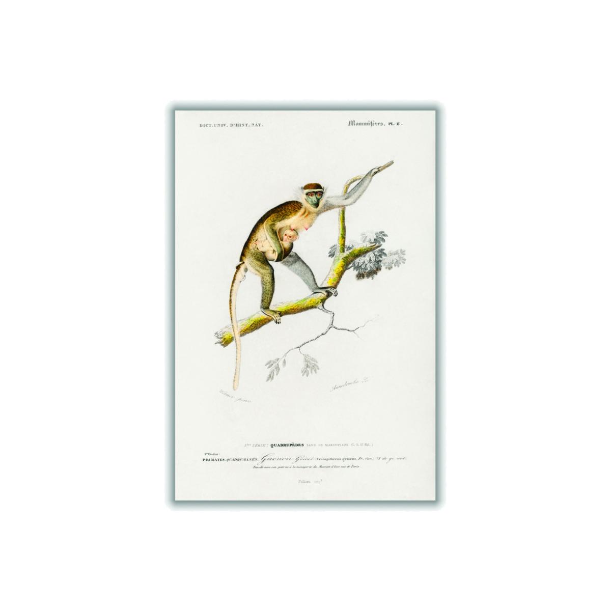 Brown Cercopithecus Griseus Print Extra Small Stanley Print House – image 1