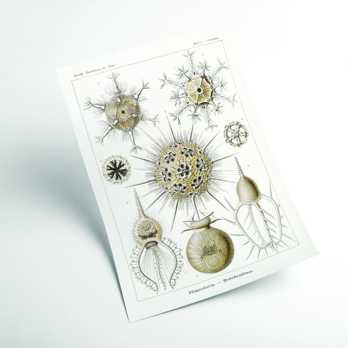 Neutrals Phaeodaria-Rohrstrahlinge Ii By Ernst Haeckel A4 210 X 297Mm Stanley Print House – image 2