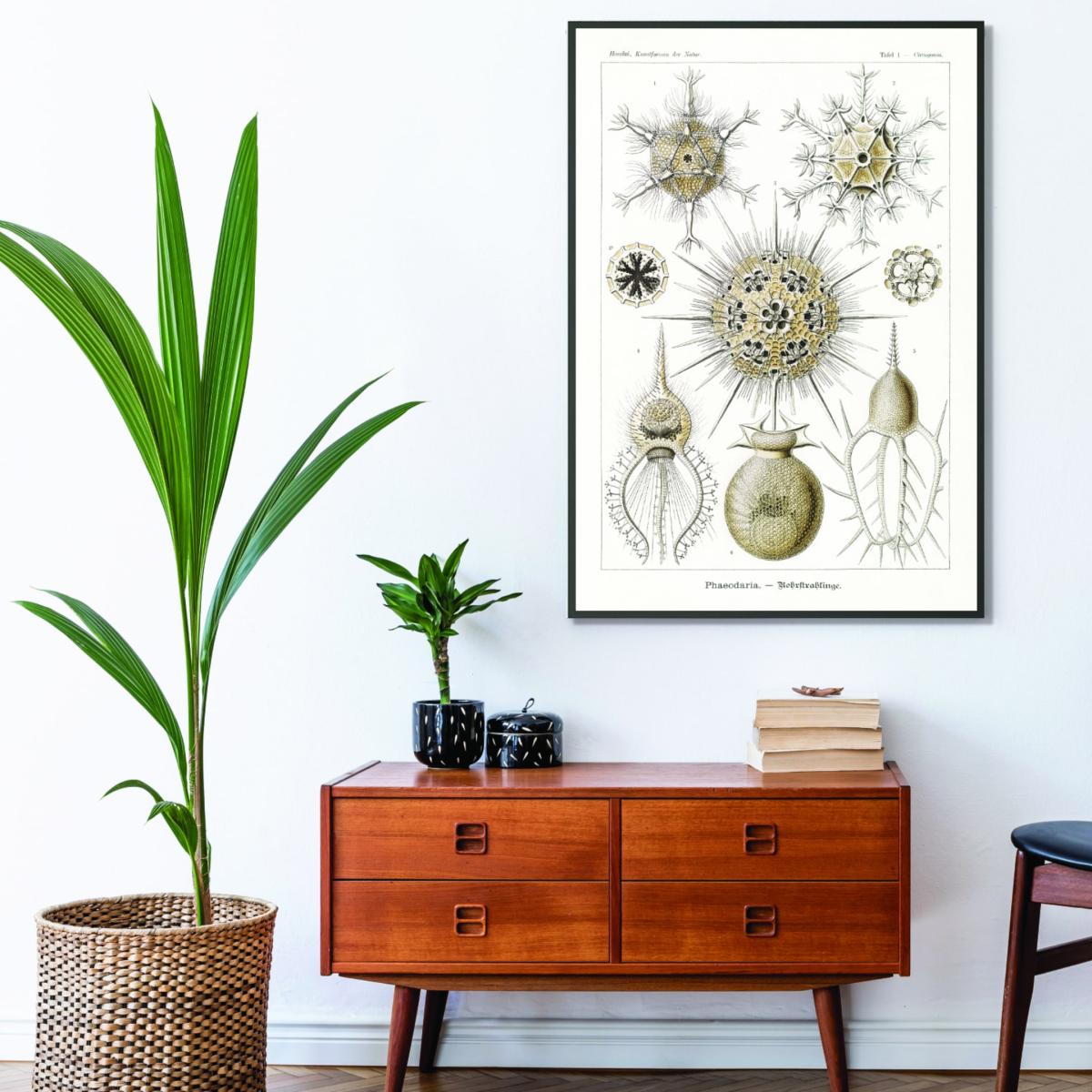 Neutrals Phaeodaria-Rohrstrahlinge Ii By Ernst Haeckel A4 210 X 297Mm Stanley Print House – image 3