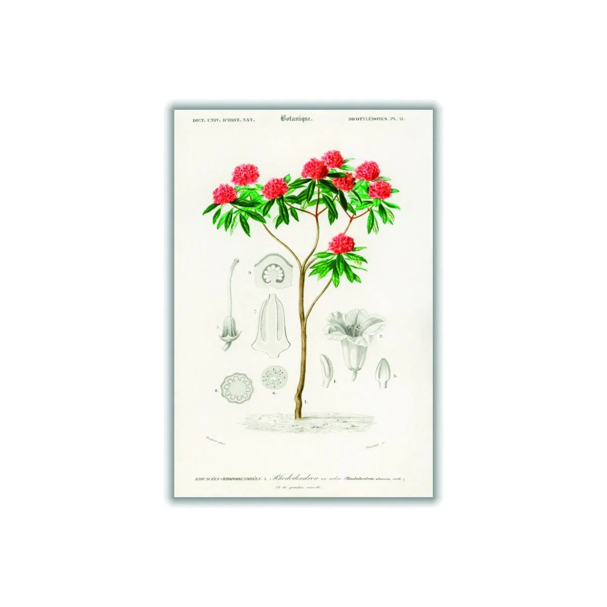 Rhododendron Arboreum Medium Stanley Print House – image 1