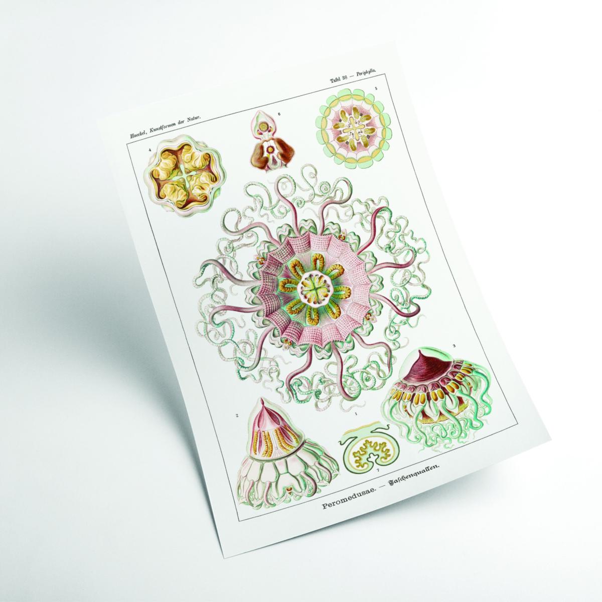 Permedusae-Talchenquallen By Ernst Haeckel A4 210 X 297Mm Stanley Print House – image 2