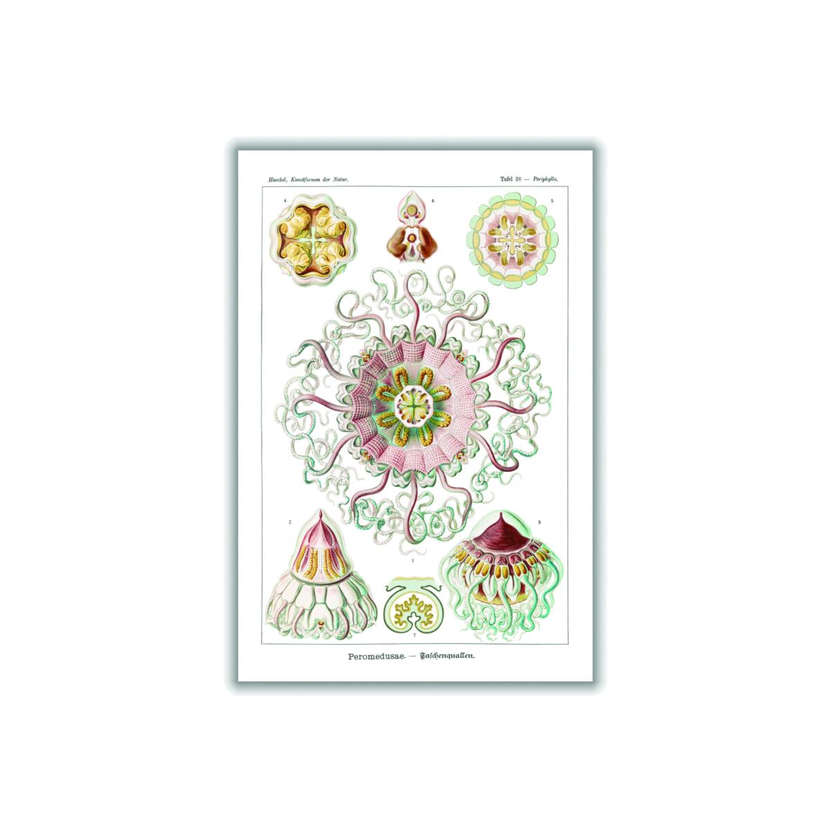 Permedusae-Talchenquallen By Ernst Haeckel A4 210 X 297Mm Stanley Print House – image 1