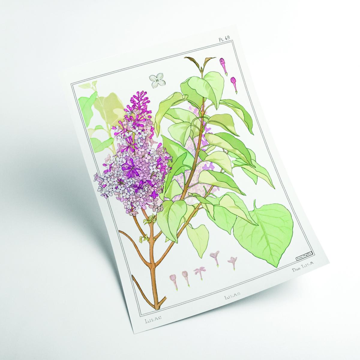Lilas Lilac By Maurice Pillard Verneuil Extra Large Stanley Print House – image 2