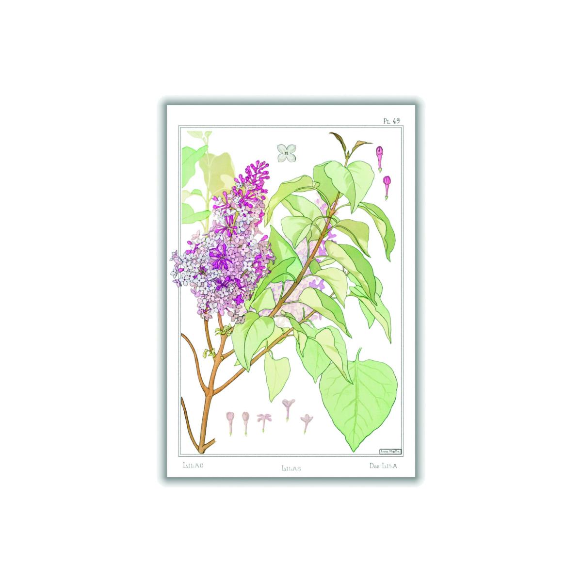 Lilas Lilac By Maurice Pillard Verneuil Extra Large Stanley Print House – image 1