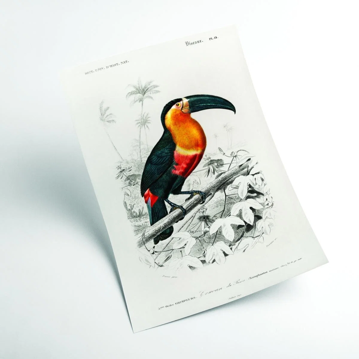 Yellow / Orange Toucan Xxs Stanley Print House – image 2