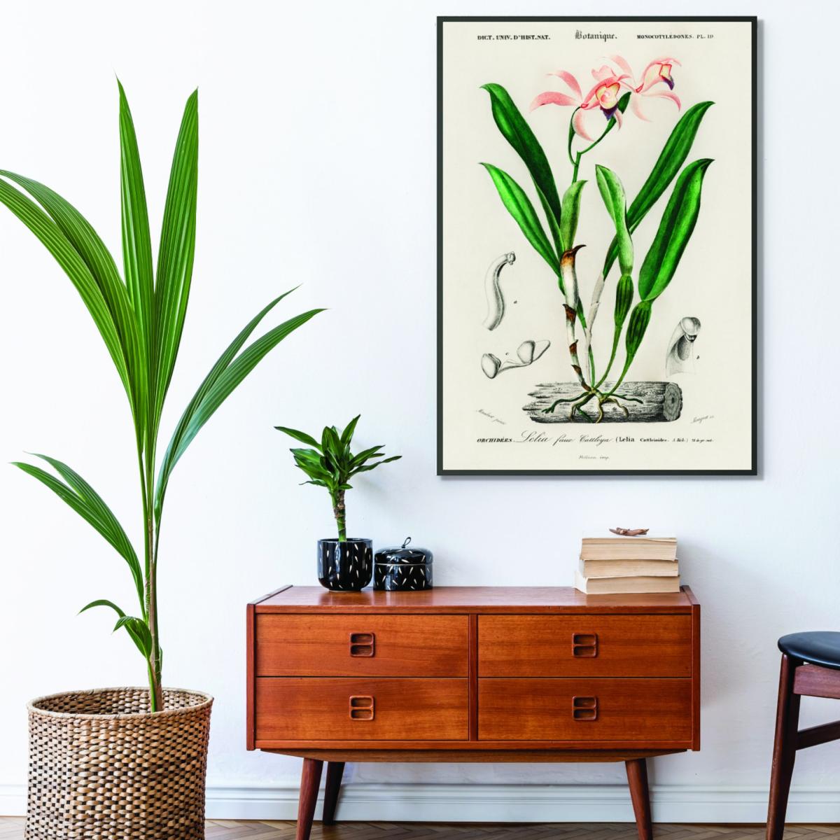 Lelia Cattleioides By Charles Dessalines D Orbigny Green A4 210 X 297Mm Stanley Print House – image 3