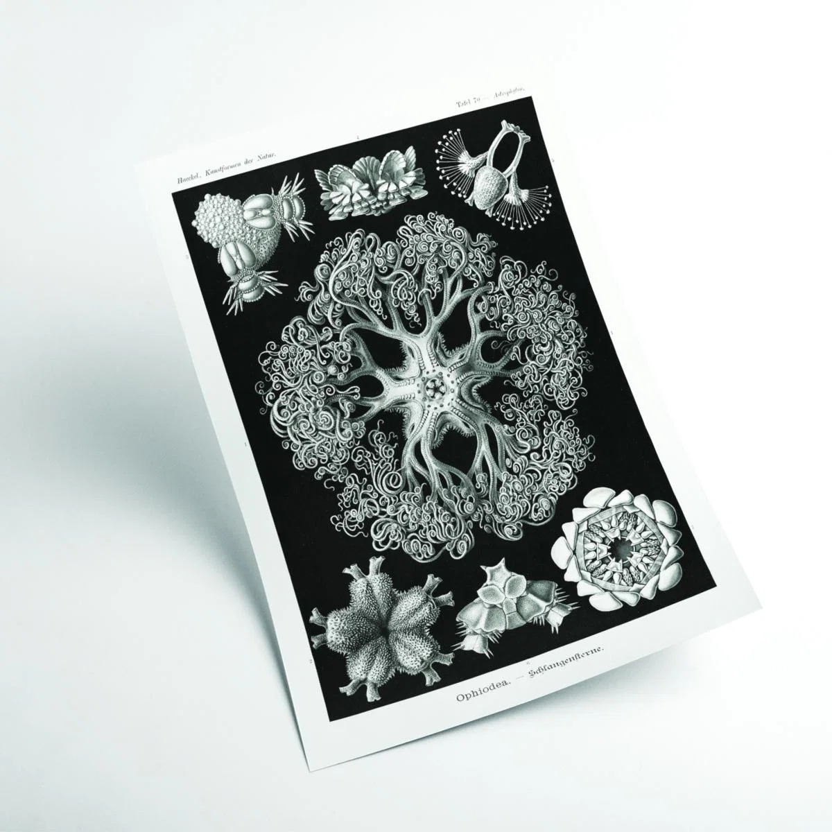 Grey Ophiodea-Schlangensterne I By Ernst Haeckel A4 210 X 297Mm Stanley Print House – image 2