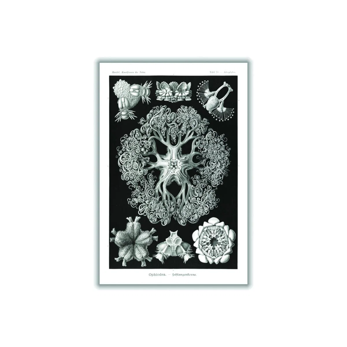 Grey Ophiodea-Schlangensterne I By Ernst Haeckel A4 210 X 297Mm Stanley Print House – image 1