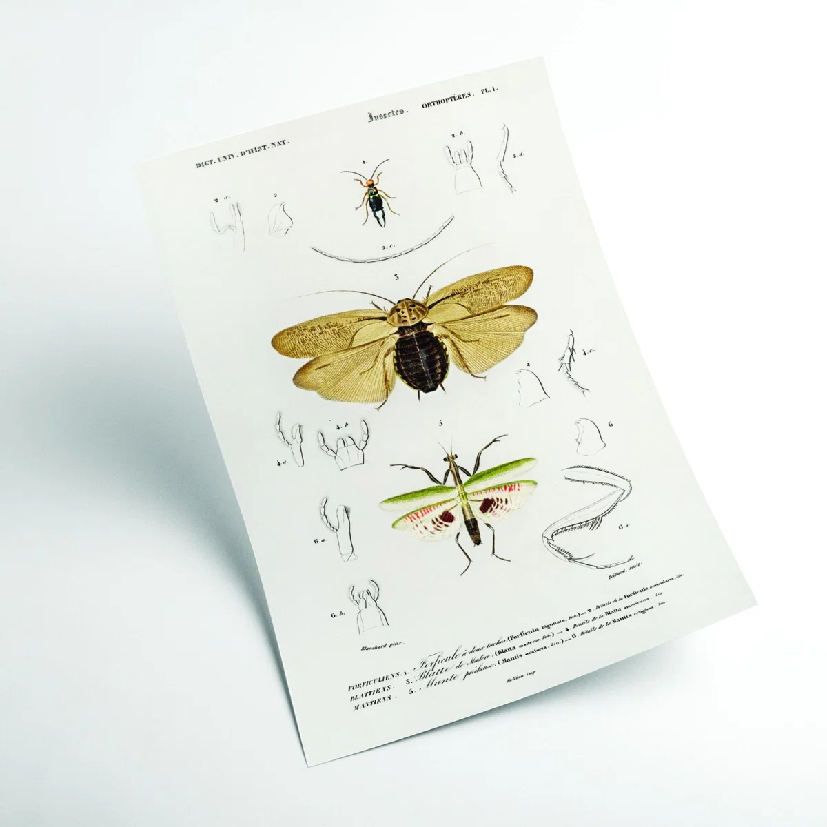 Yellow / Orange Natural History - Different Types Of Insects 5 A3 297 X 420Mm Stanley Print House – image 2