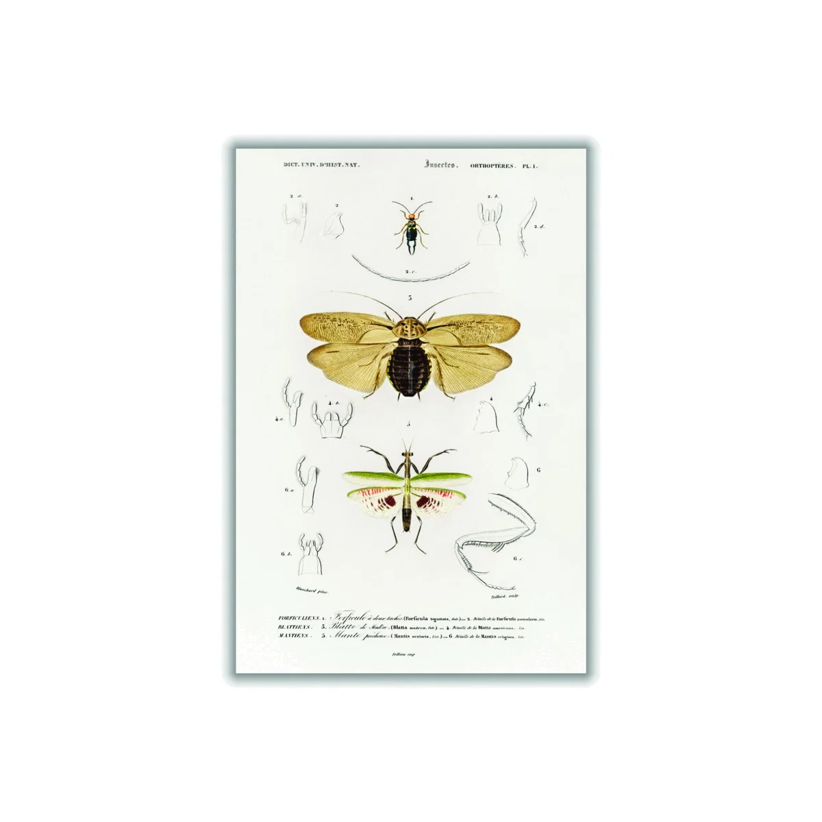 Yellow / Orange Natural History - Different Types Of Insects 5 A3 297 X 420Mm Stanley Print House – image 1