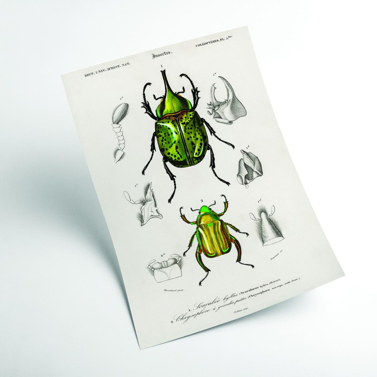 Green Eastern Hecules Beetle A2 420 X 594Mm Stanley Print House – image 2