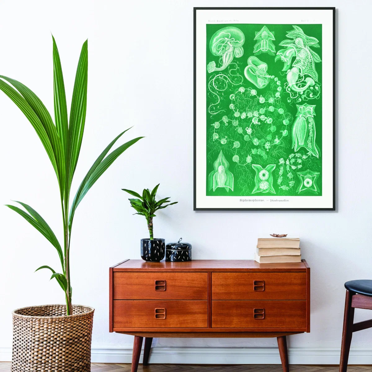 Green Siphonophorae-Staatsquallen Iiiii By Ernst Haeckel A4 210 X 297Mm Stanley Print House – image 3