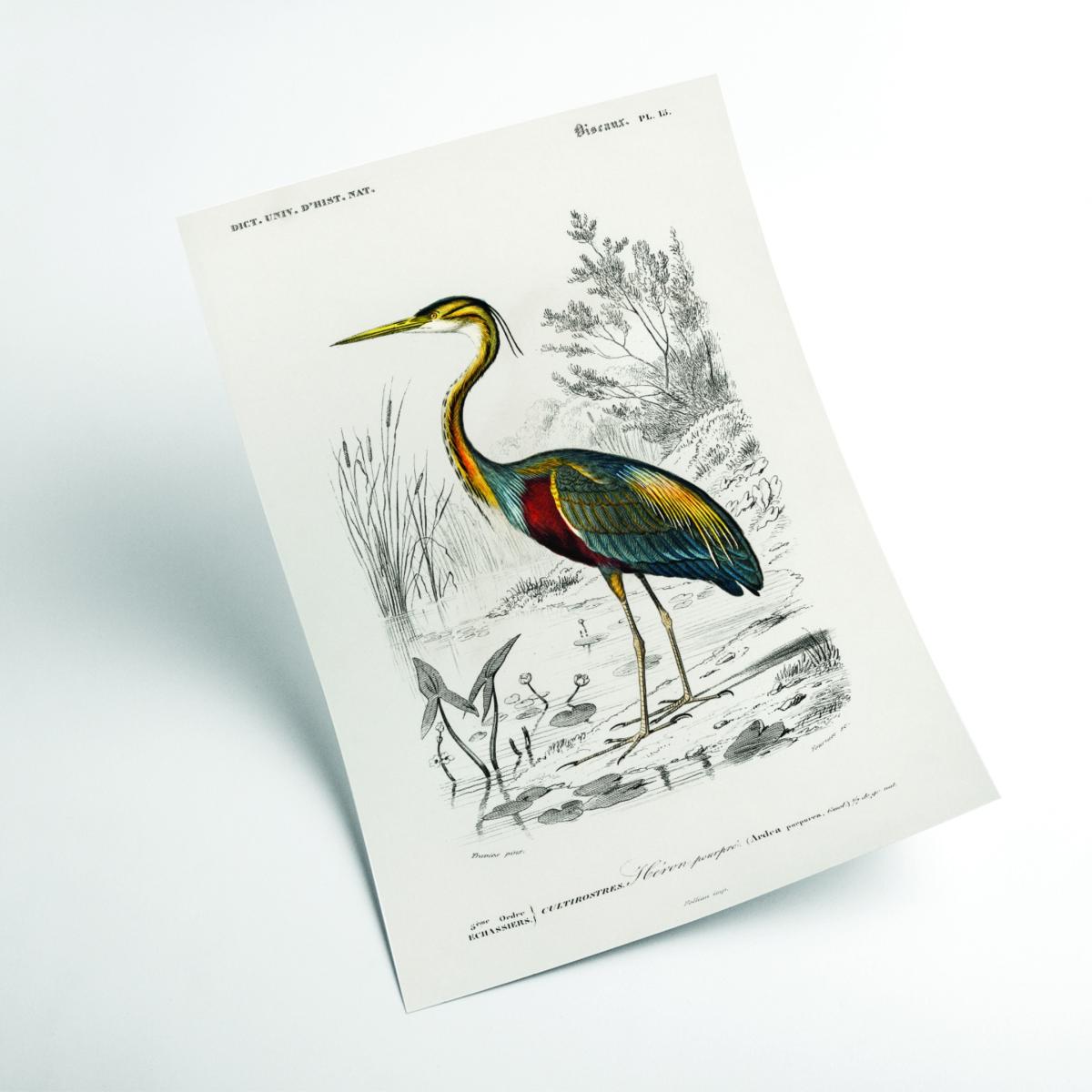 Purple Heron A4 210 X 297Mm Stanley Print House – image 2