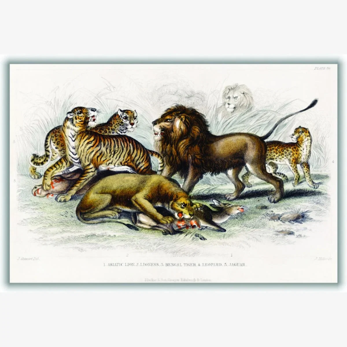 Yellow / Orange Asiatic Lion, Lioness, Bengal Tiger, Leopard, And Jaguar A3 297 X 420Mm Stanley Print House – image 1