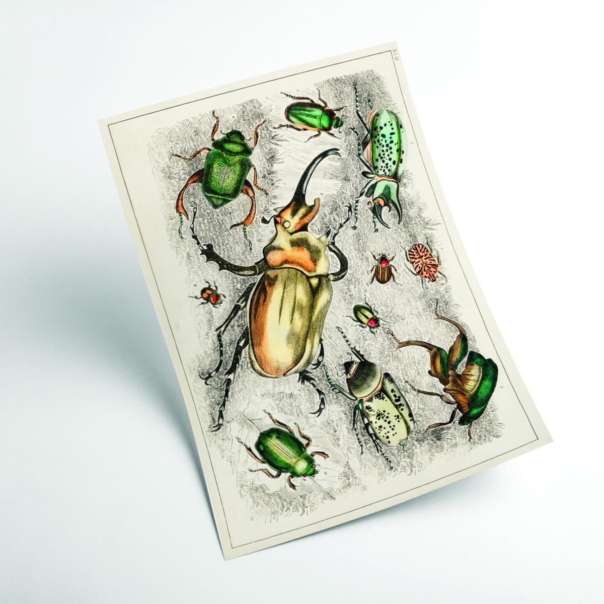 Collection Of Beetles Xxs Stanley Print House – image 2