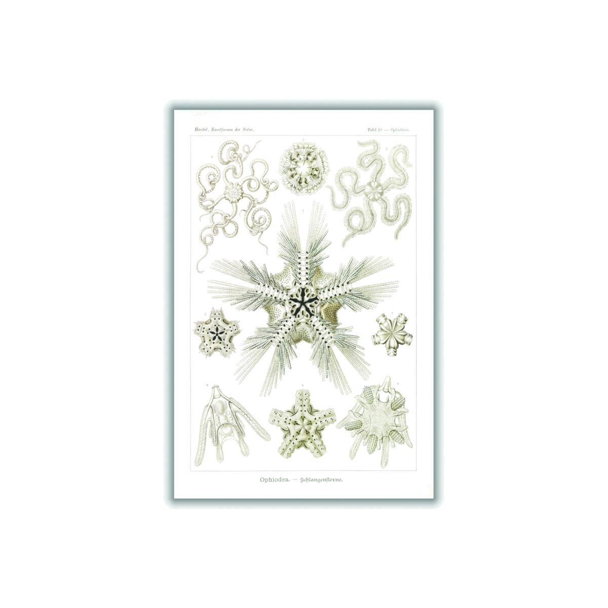 Neutrals Ophiodea-Schlangensterne Ii By Ernst Haeckel A3 297 X 420Mm Stanley Print House – image 1