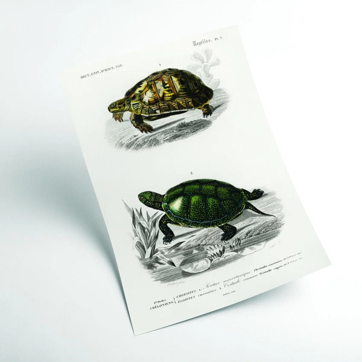 Tortoises & Pond Turtle A2 420 X 594Mm Stanley Print House – image 2