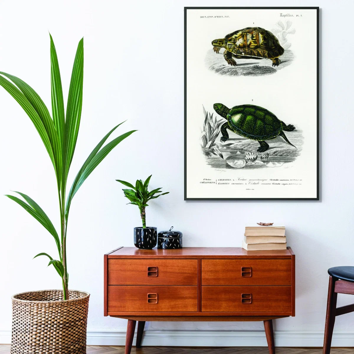 Tortoises & Pond Turtle A2 420 X 594Mm Stanley Print House – image 3