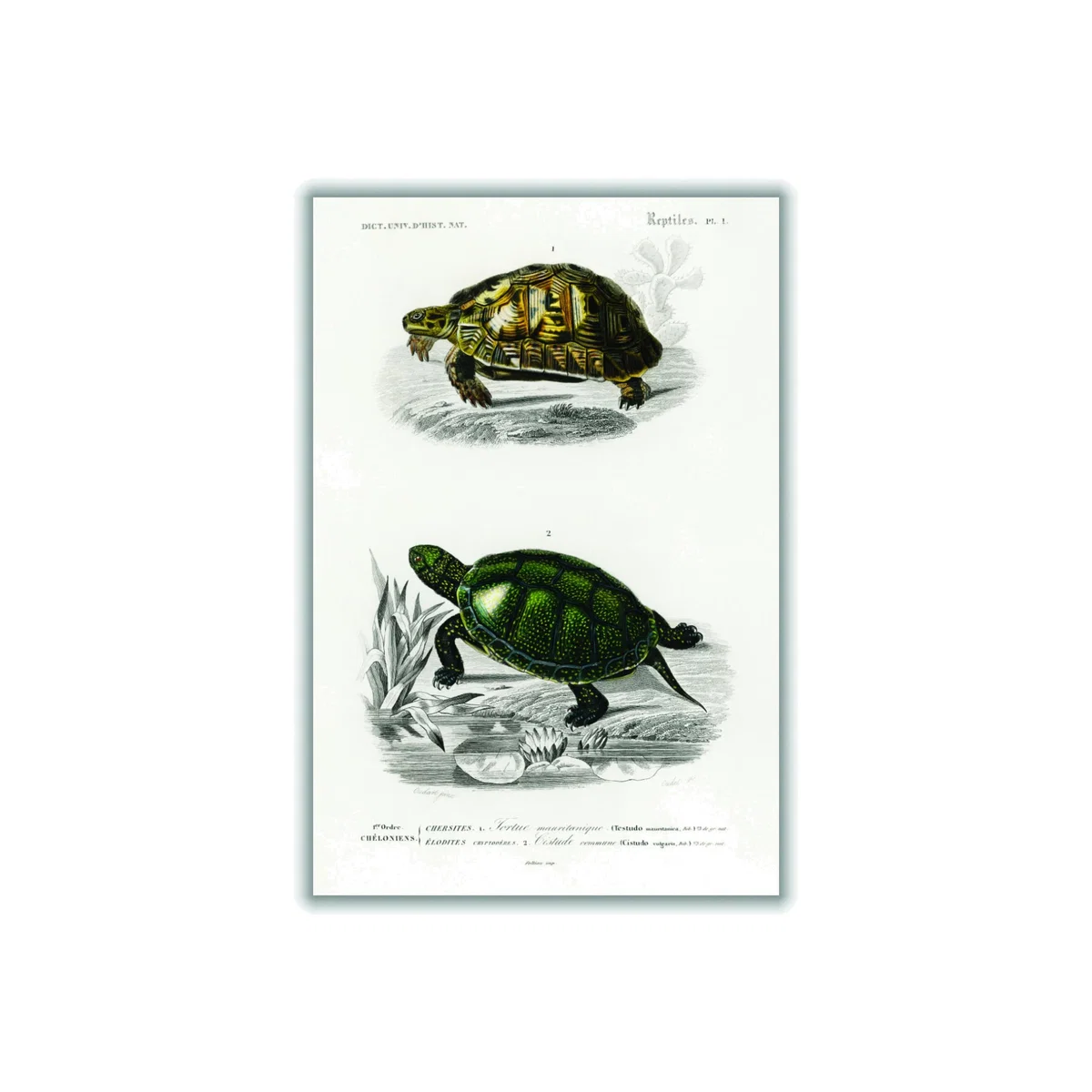 Tortoises & Pond Turtle A2 420 X 594Mm Stanley Print House – image 1