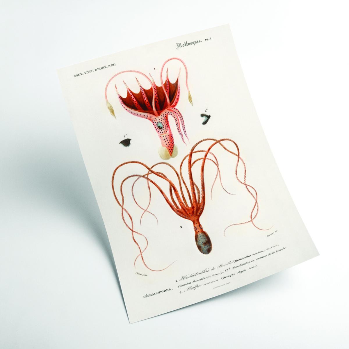 Yellow / Orange Squid And Octopus A3 297 X 420Mm Stanley Print House – image 2