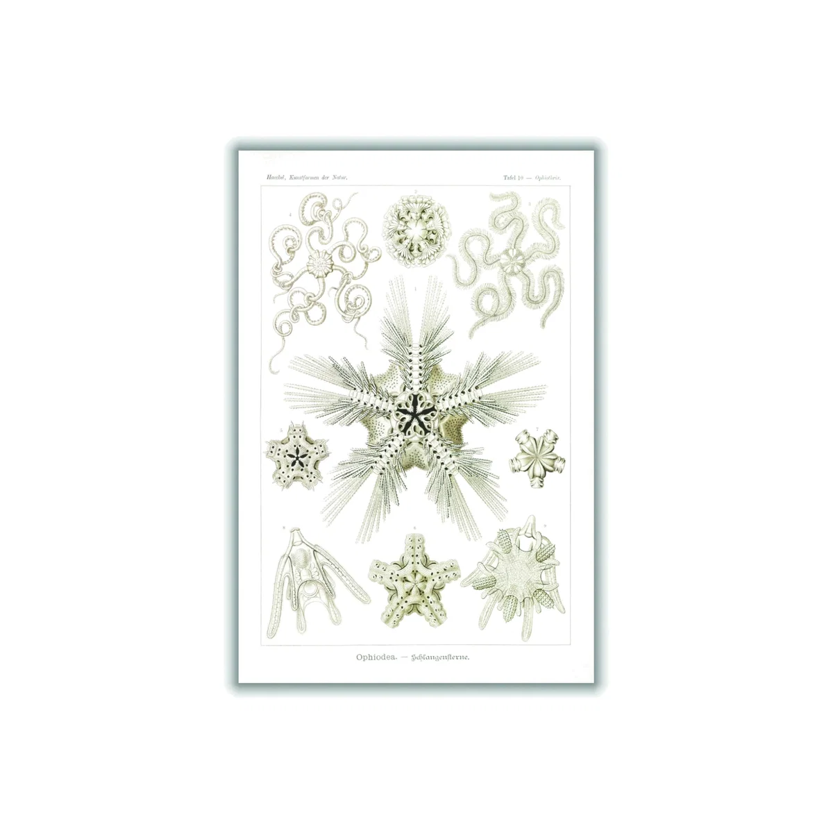 Neutrals Ophiodea-Schlangensterne Ii By Ernst Haeckel A1 594 X 841Mm Stanley Print House – image 1