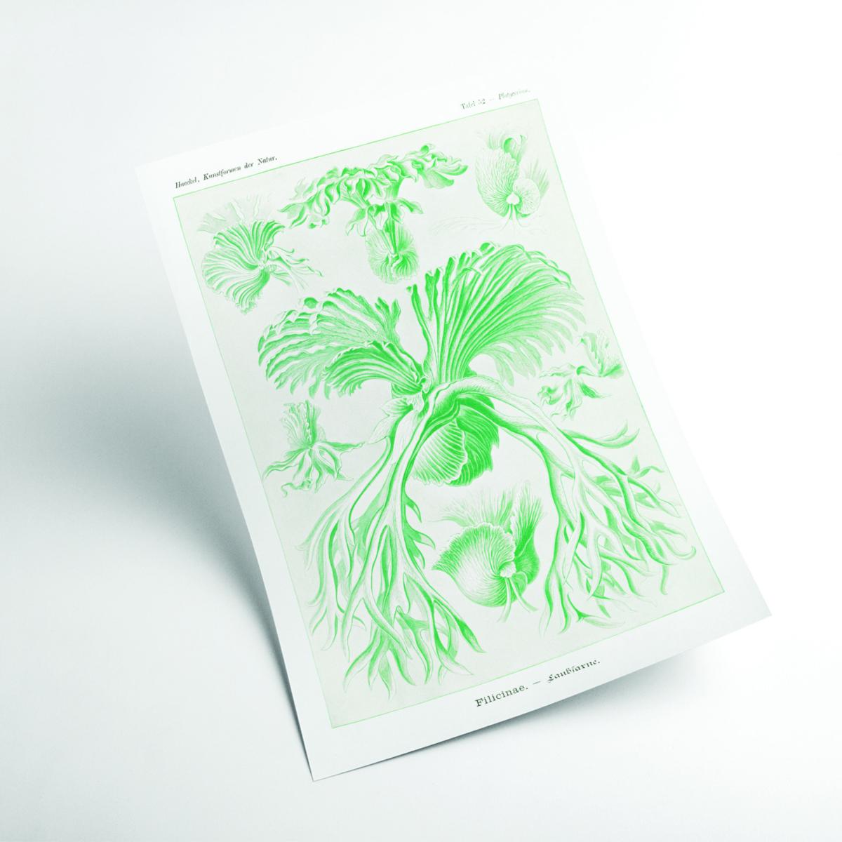 Green Filicinae-Laubfarne I By Ernst Haeckel A2 420 X 594Mm Stanley Print House – image 2