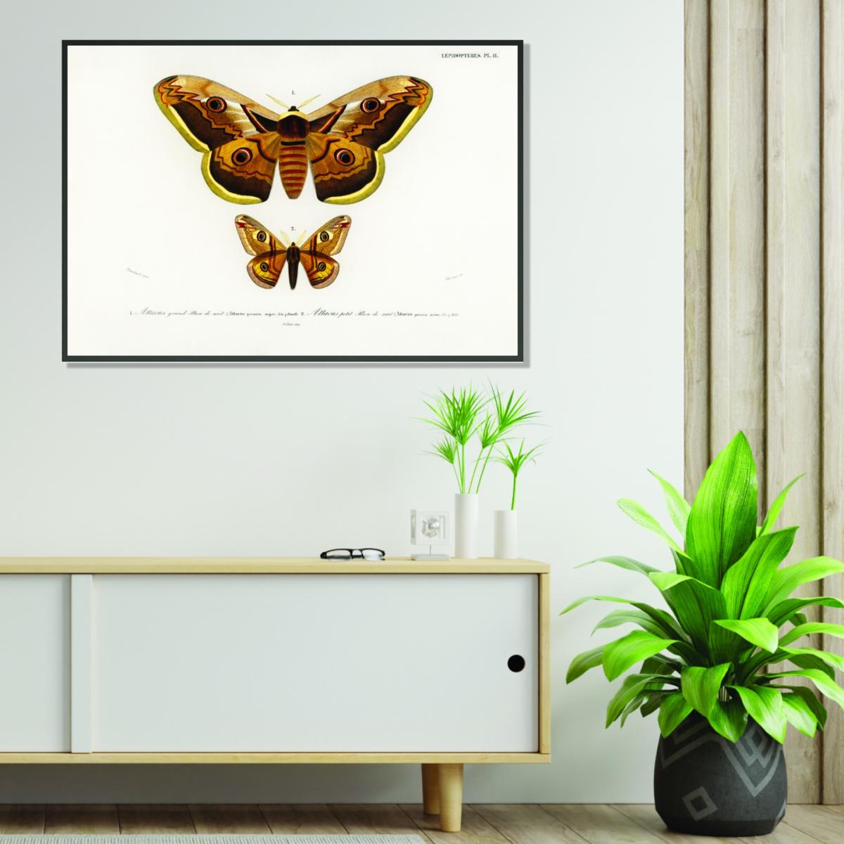 Emporor Moths A1 594 X 841Mm Stanley Print House – image 3