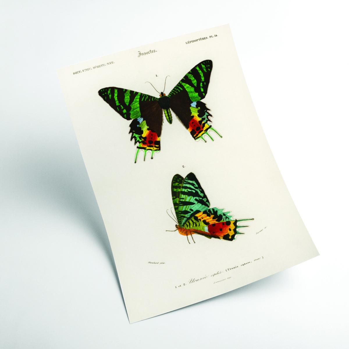 Moth Illustration Extra Large Stanley Print House – image 2