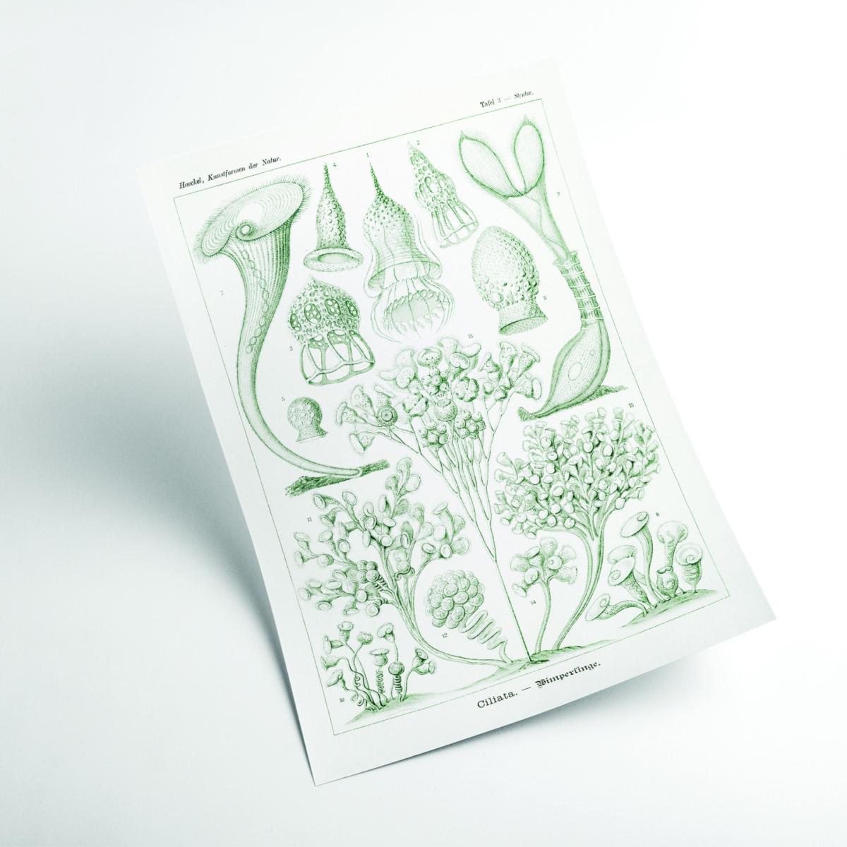 Green Ciliata-Wimperlinge By Ernst Haeckel Large Stanley Print House – image 2
