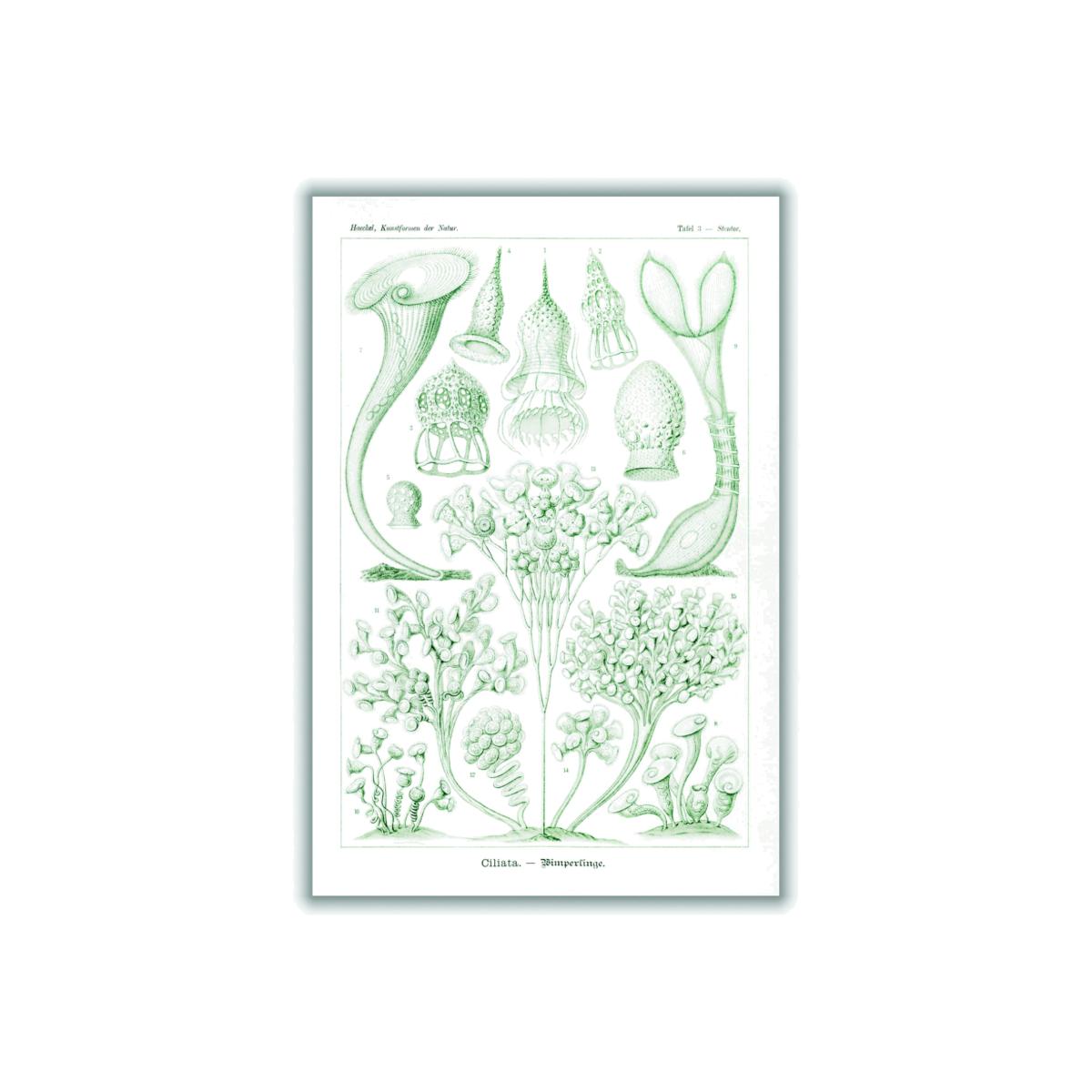 Green Ciliata-Wimperlinge By Ernst Haeckel Large Stanley Print House – image 1