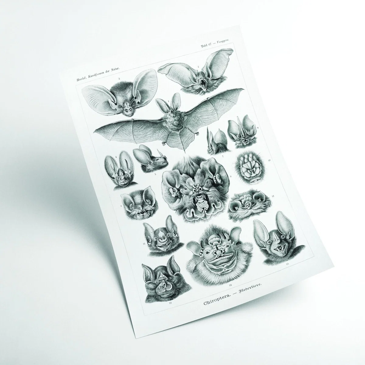 Grey Chiroptera-Fledertiere By Ernst Haeckel A4 210 X 297Mm Stanley Print House – image 2