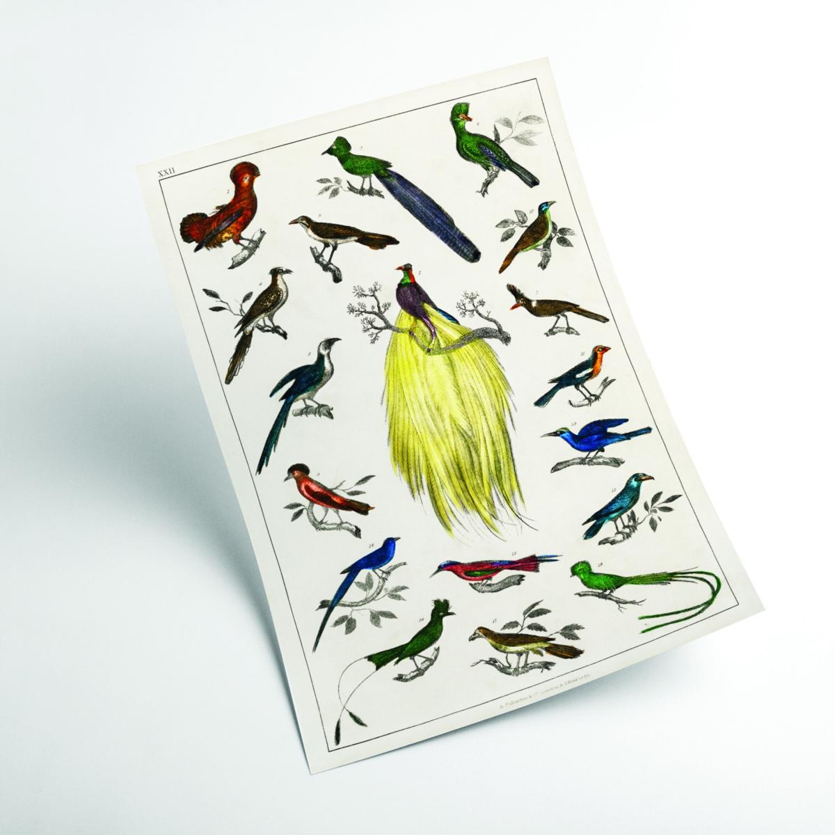 Brown Collection Of Birds Iiii Print Medium Stanley Print House – image 2