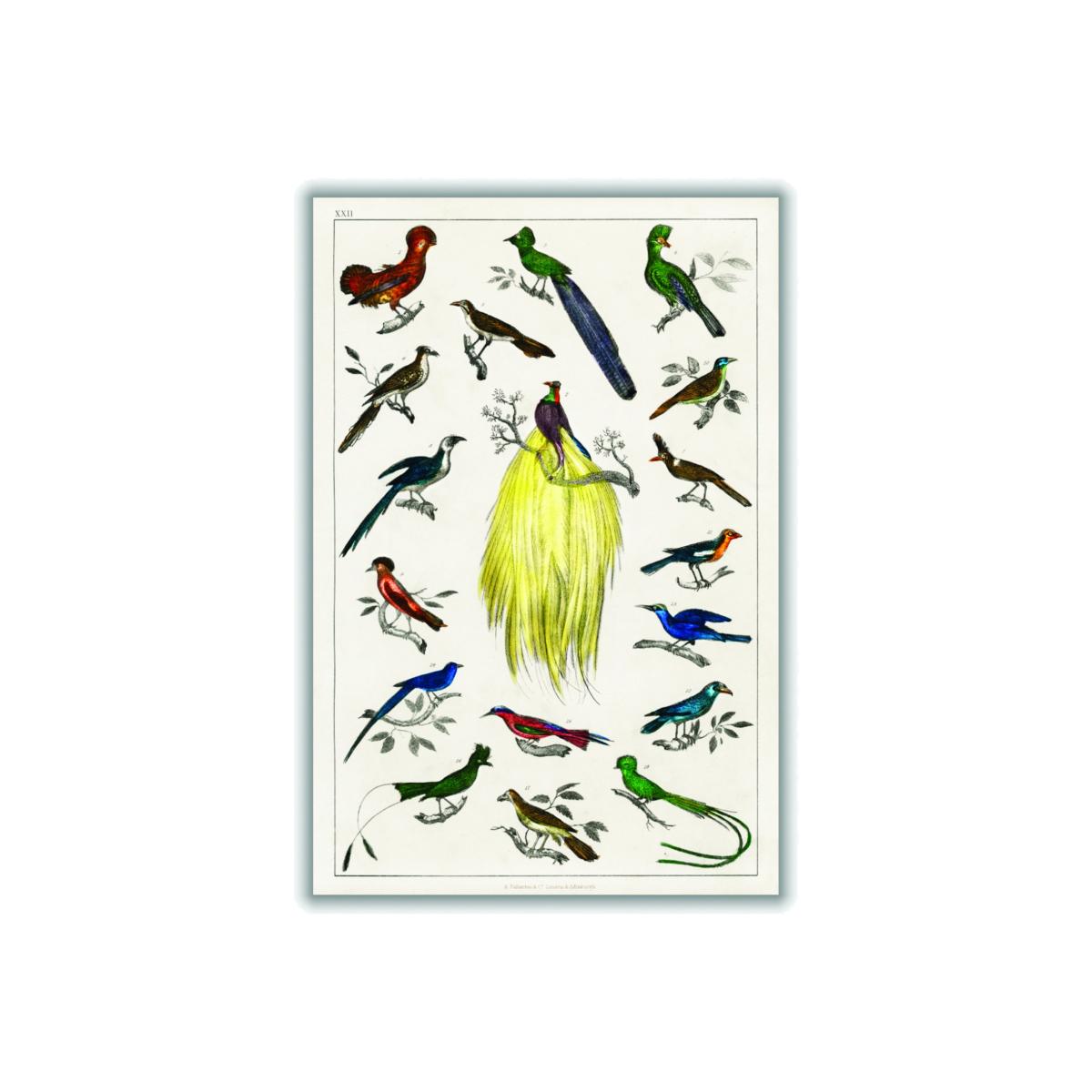 Brown Collection Of Birds Iiii Print Medium Stanley Print House – image 1