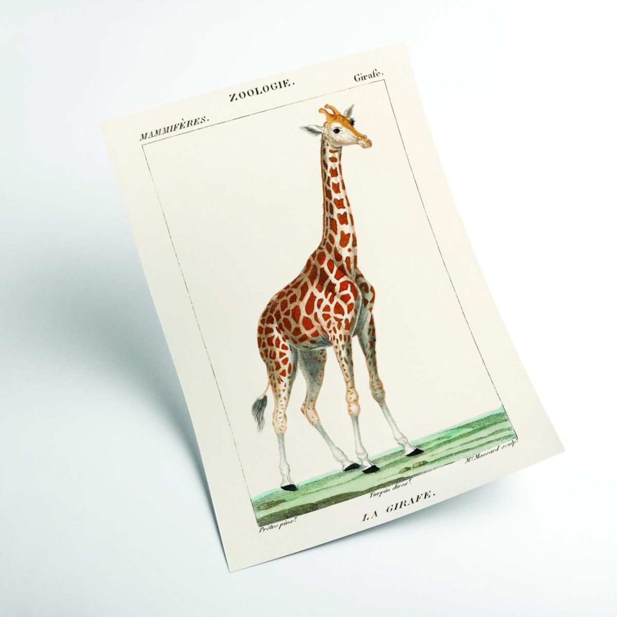 Gold Giraffe Illustration A1 594 X 841Mm Stanley Print House – image 2