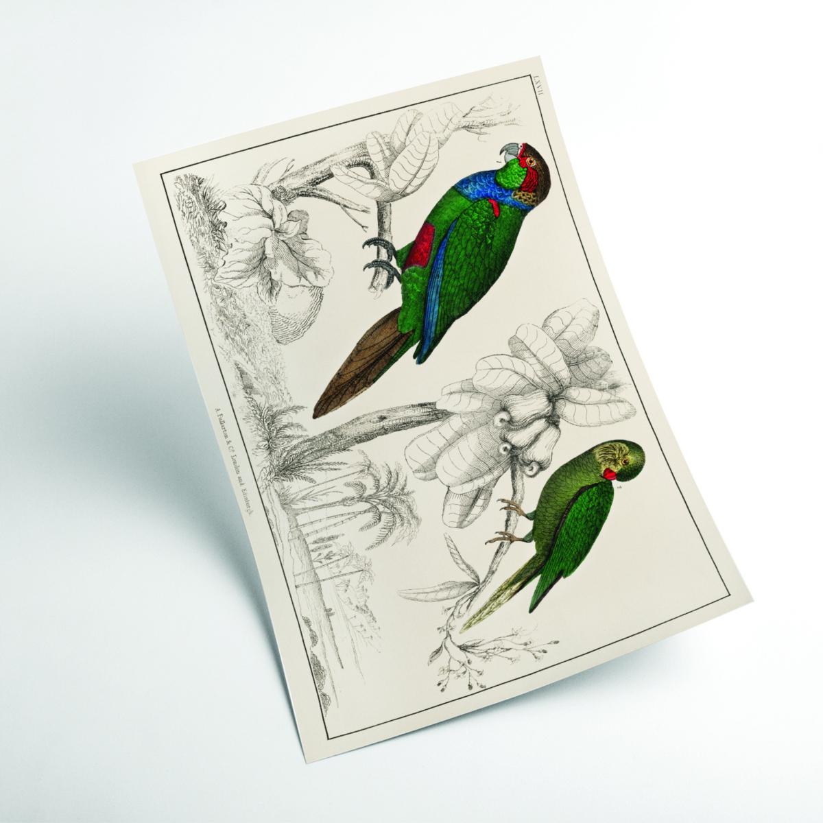 Green Two Parakeets Extra Small Stanley Print House – image 2