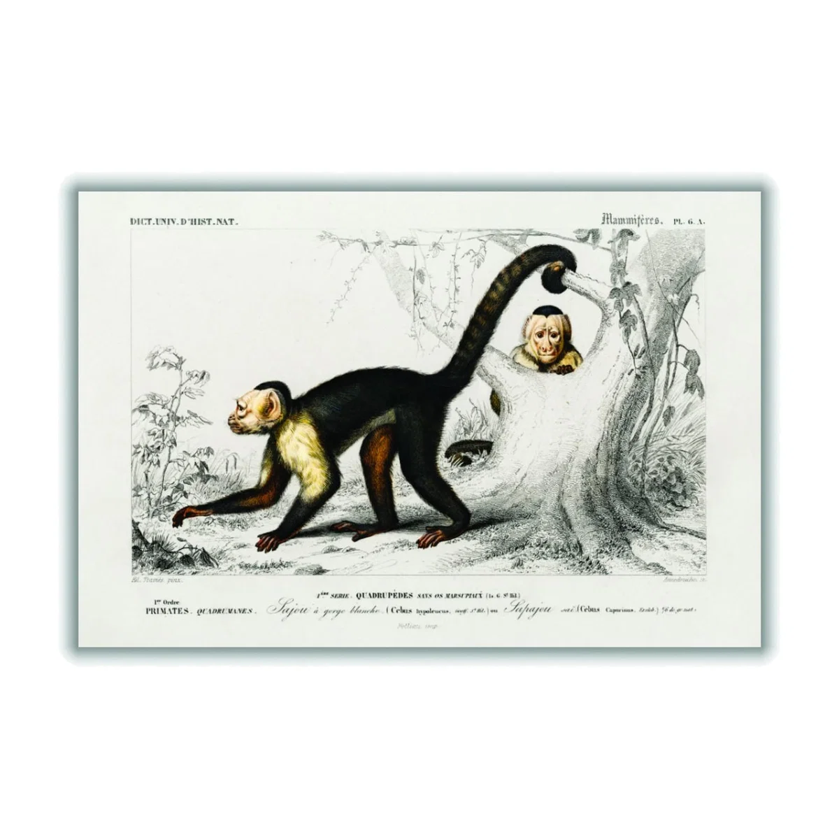 Brown White-Headed Capuchin A1 594 X 841Mm Stanley Print House – image 1