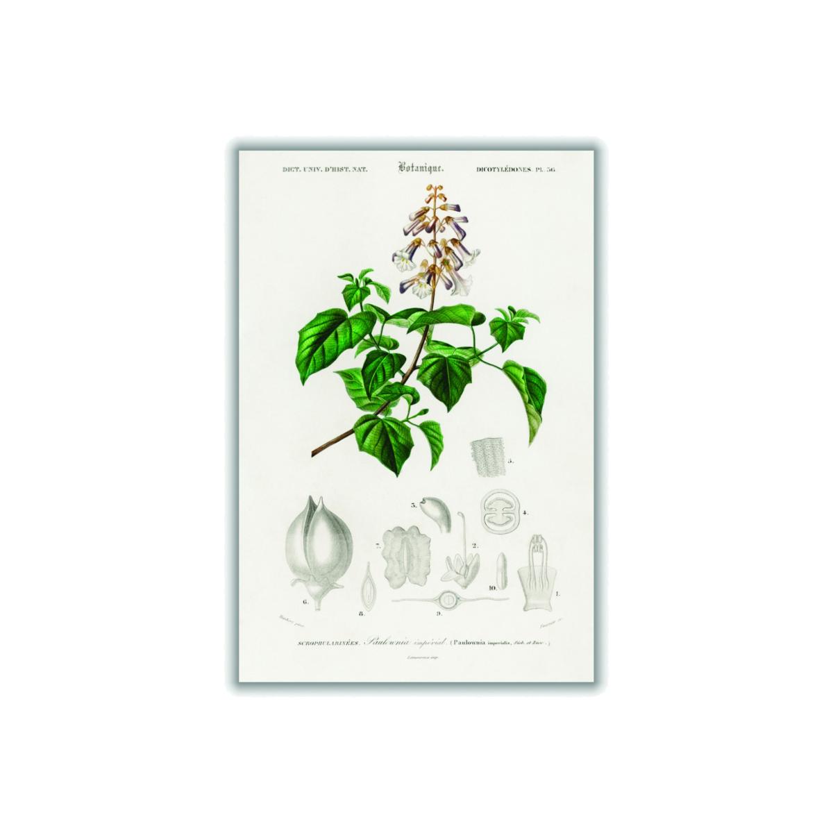 Green Empress Tree Print A4 210 X 297Mm Stanley Print House – image 1