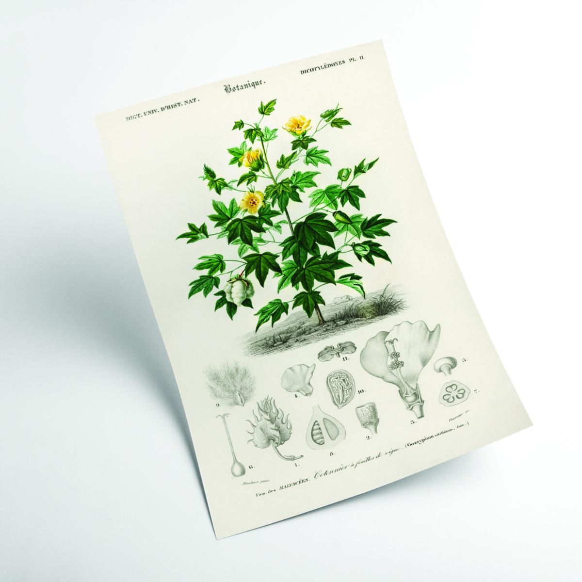 Green Sea Island Cotton A2 420 X 594Mm Stanley Print House – image 2