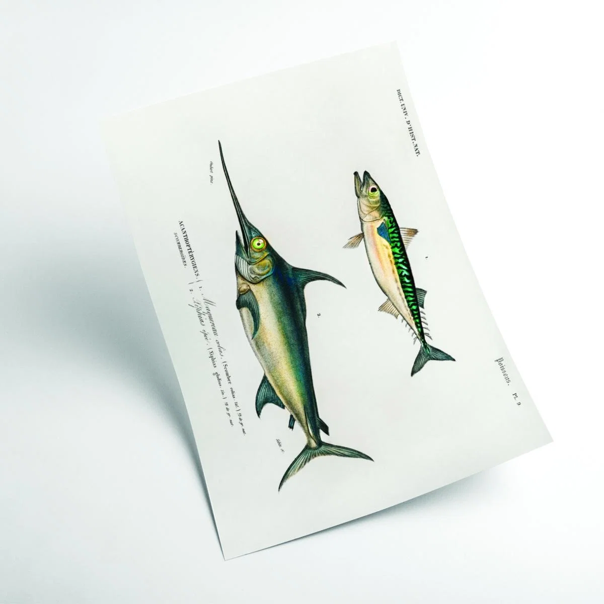 Different Types Of Fishes Iiii A1 594 X 841Mm Stanley Print House – image 2
