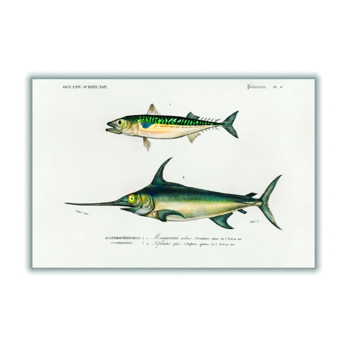 Different Types Of Fishes Iiii A1 594 X 841Mm Stanley Print House – image 1